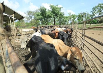 Ganaderos de Izabal colaboran en el combate al Gusano Barrenador del Ganado