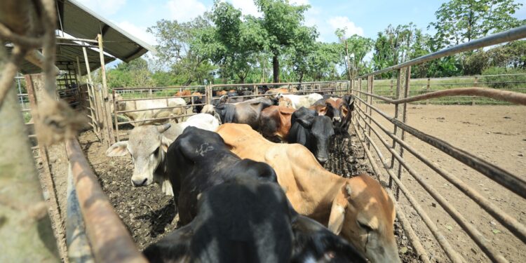 Ganaderos de Izabal colaboran en el combate al Gusano Barrenador del Ganado