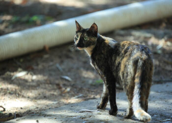 Impulsan fortalecimiento de estrategias para la protección de los animales en Santa Rosa