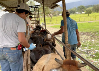 Inspeccionados más de 48 mil animales por Gusano Barrenador del Ganado