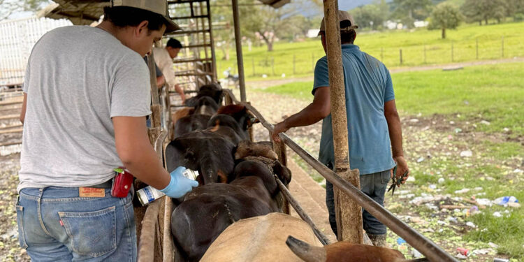 Inspeccionados más de 48 mil animales por Gusano Barrenador del Ganado
