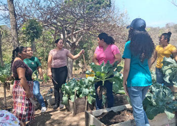 La Agricultura Familiar es clave para el acceso a los alimentos y la economía rural