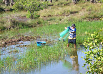 La pesca artesanal en las áreas de reserva territoriales del Estado desarrolla la economía local