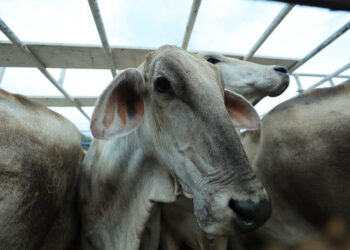 OIRSA reconoce acciones implementadas contra el Gusano Barrenador del Ganado