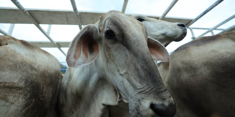 OIRSA reconoce acciones implementadas contra el Gusano Barrenador del Ganado