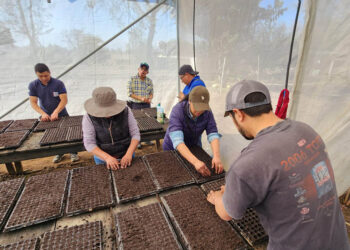 Producirán 18 mil pilones para huertos familiares y escolares