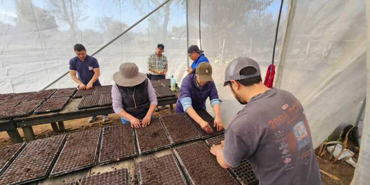 Producirán 18 mil pilones para huertos familiares y escolares