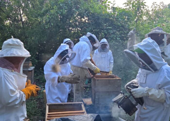 Productores de Sayaxché reciben diplomado en apicultura