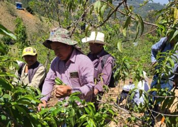 Promueven buenas prácticas en el cultivo del melocotón en San Marcos