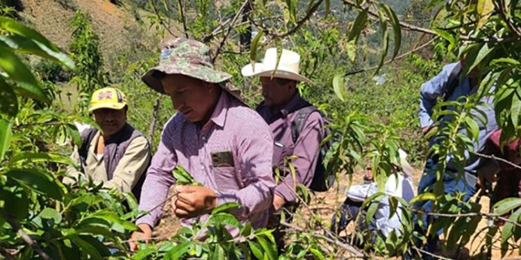 Promueven buenas prácticas en el cultivo del melocotón en San Marcos