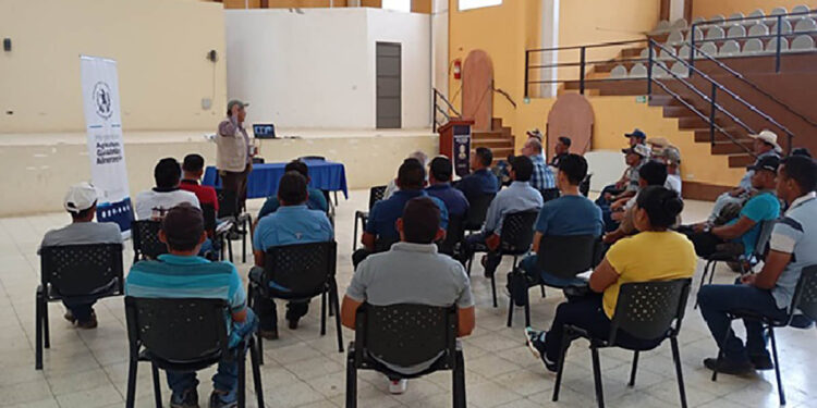 Promueven la implementación de buenas prácticas ganaderas en Alta Verapaz