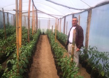 Reactivación y modernización de la actividad agropecuaria claves para el desarrollo