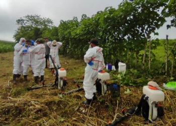 Realizan aspersiones de control de langosta centroamericana