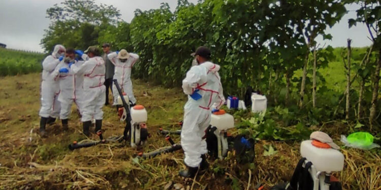 Realizan aspersiones de control de langosta centroamericana