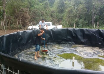 Realizan control de calidad en proyectos de Tilapia en Flores, Petén