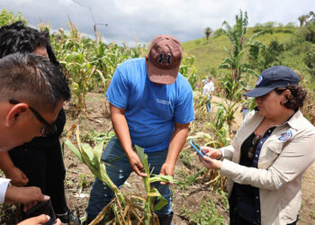 Realizan gira de campo en la zona de Adyacencia para combatir la hormiga loca