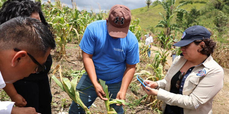 Realizan gira de campo en la zona de Adyacencia para combatir la hormiga loca
