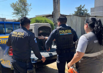 Resguardan a perra que era maltratada en Chimaltenango