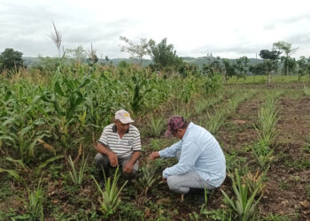 Se brinda asistencia técnica a productores de piña y cacao en Melchor de Mencos