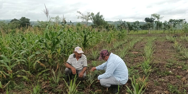 Se brinda asistencia técnica a productores de piña y cacao en Melchor de Mencos