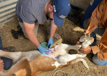 Se han curado a más de 23 mil animales en puestos de control por Gusano Barrenador del Ganado