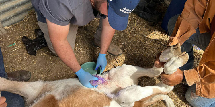 Se han curado a más de 23 mil animales en puestos de control por Gusano Barrenador del Ganado