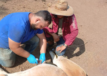 Se han inspeccionado más de 52 mil animales por control del Gusano Barrenador del Ganado
