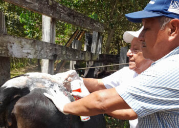 Verifican posibles casos de Gusano Barrenador del Ganado en Petén