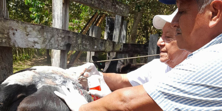 Verifican posibles casos de Gusano Barrenador del Ganado en Petén