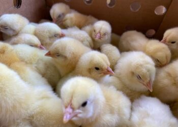 Impulsa proyecto avícola en la Zona de Adyacencia entre Guatemala y Belice