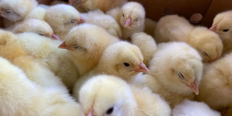 Impulsa proyecto avícola en la Zona de Adyacencia entre Guatemala y Belice