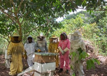 Apicultores de Dolores fortalecen sus conocimientos en Apicultura Tropical