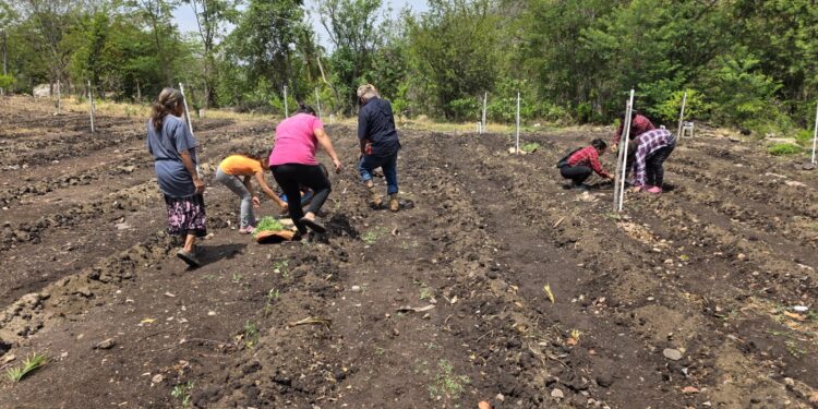 Implementan huerto comunitario en Río Hondo