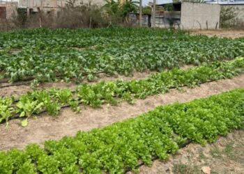 Mujeres del CADER en Monjas recogen su primera cosecha de acelga