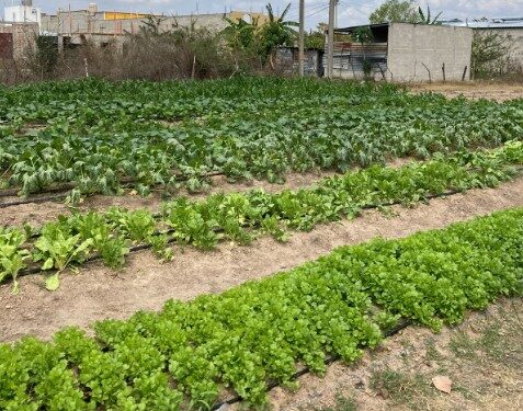 Mujeres del CADER en Monjas recogen su primera cosecha de acelga