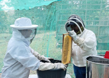 Apicultores reciben asistencia técnica para mejorar extracción de miel