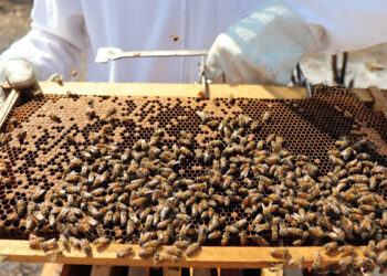 Beneficios de la comercialización asociativa en la apicultura