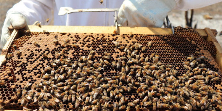 Beneficios de la comercialización asociativa en la apicultura