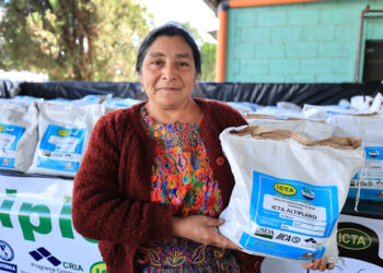 Beneficios de la semilla de maíz ICTA-Altiplano