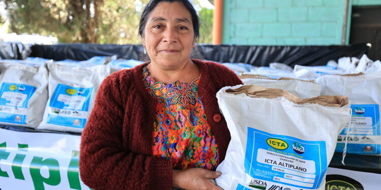 Beneficios de la semilla de maíz ICTA-Altiplano