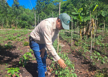 Brindan asistencia técnica para la producción de hortalizas