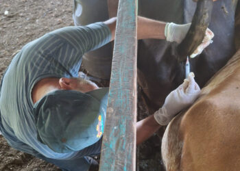 Brindan asistencia técnica y programas de mejoramiento genético a ganaderos de Petén