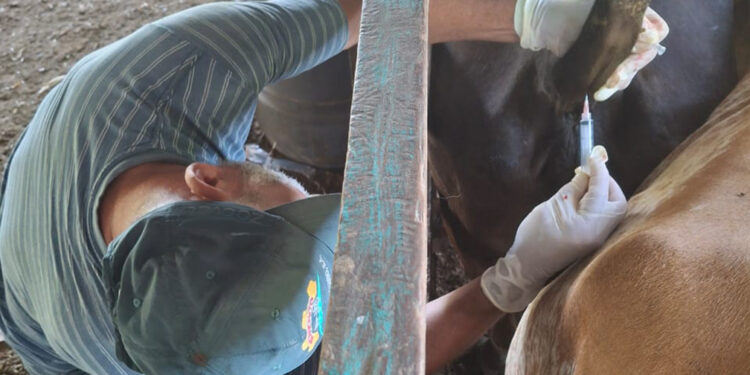 Brindan asistencia técnica y programas de mejoramiento genético a ganaderos de Petén