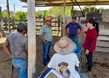Brindan capacitación para prevenir enfermedades en ganado bovino