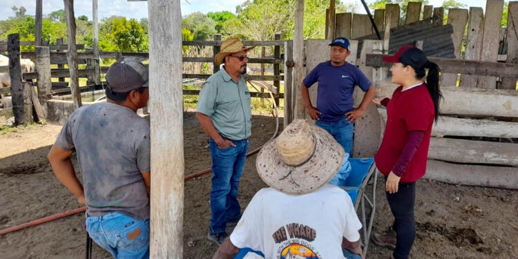 Brindan capacitación para prevenir enfermedades en ganado bovino