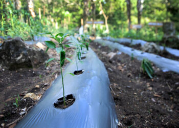 Conozca y prevenga el estrés vegetal
