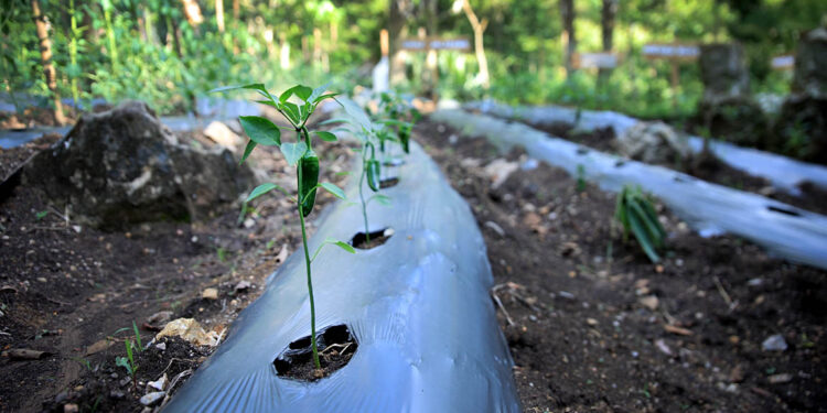 Conozca y prevenga el estrés vegetal