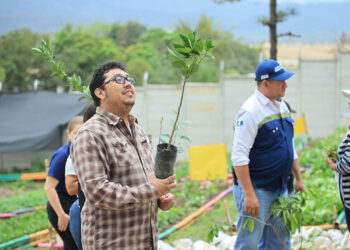 Coseche la fruta de su propio árbol
