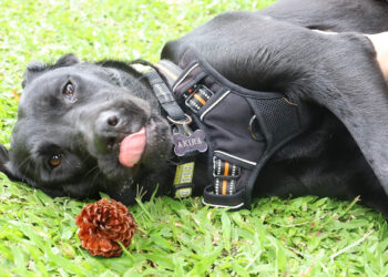 Cuide a su mascota durante las vacaciones