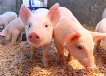 Cuide a sus animales por las altas temperaturas